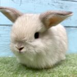 image2 – コピー (9)