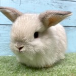 ペットうさぎ 朝霞店 画像２