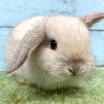 ペットうさぎ 朝霞店 画像１