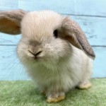 ペットうさぎ 朝霞店 画像２