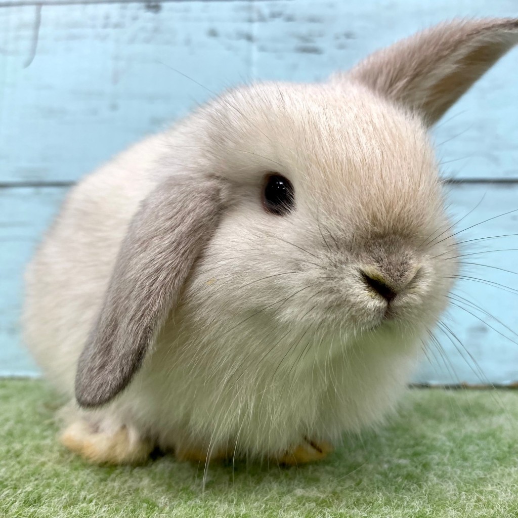 ペットうさぎ 朝霞店 画像３