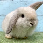 ペットうさぎ 朝霞店 画像３