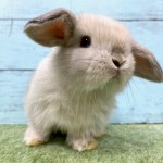 ペットうさぎ 朝霞店 画像１