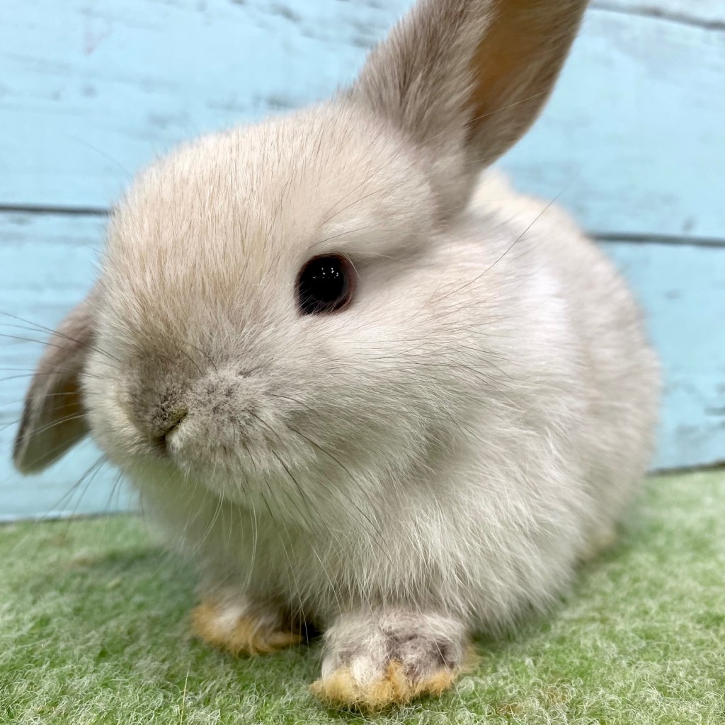 ペットうさぎ 朝霞店 画像２