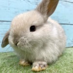 ペットうさぎ 朝霞店 画像２
