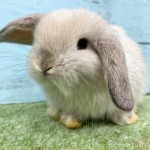 ペットうさぎ 朝霞店 画像３