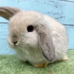 ペットうさぎ 朝霞店 画像２