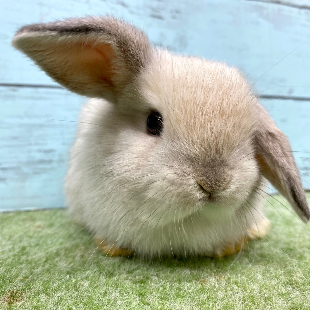 ペットうさぎ 朝霞店 画像３
