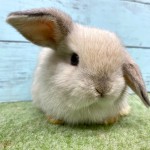ペットうさぎ 朝霞店 画像３