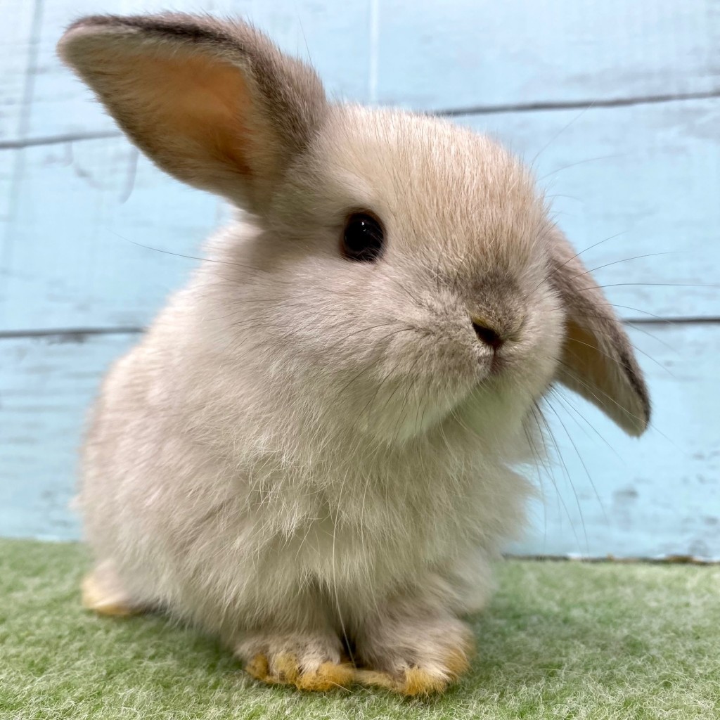 ペットうさぎ 朝霞店 画像１