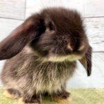 image3 – コピー (9)