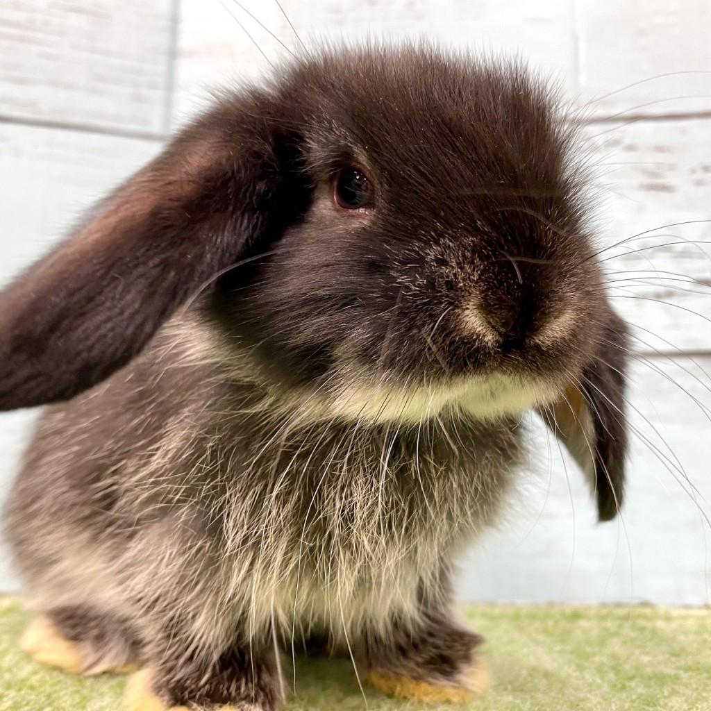ペットうさぎ 鶴瀬店 画像２