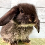 ペットうさぎ 鶴瀬店 画像２
