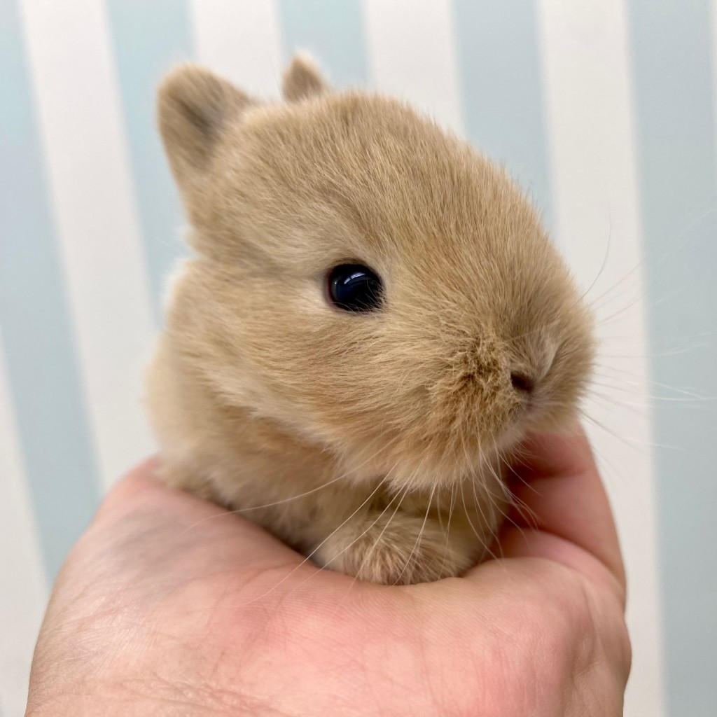 ペットうさぎ 朝霞店 画像３