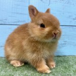 ペットうさぎ 朝霞店 画像２