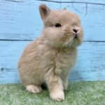 image7 – コピー (3)