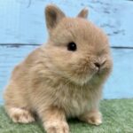 image0 – コピー (11)