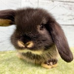 ペットうさぎ 鶴瀬店 画像１