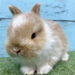 image4 – コピー (9)