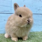 image6 – コピー (3)