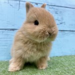 ペットうさぎ 朝霞店 画像２