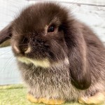 ペットうさぎ 鶴瀬店 画像１