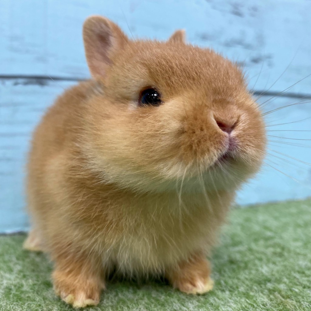 ペットうさぎ 朝霞店 画像３