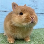 ペットうさぎ 朝霞店 画像３