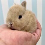 image8 – コピー (3)