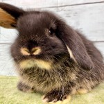 ペットうさぎ 鶴瀬店 画像２