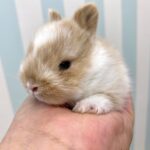 image5 – コピー (9)