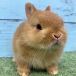 image0 – コピー (10)