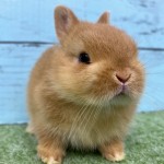 ペットうさぎ 朝霞店 画像１