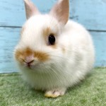 ペットうさぎ 鶴瀬店