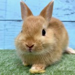 ペットうさぎ 朝霞店