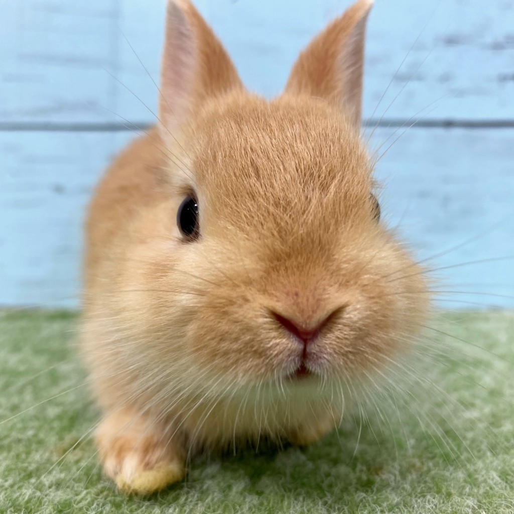 ペットうさぎ 朝霞店 画像３