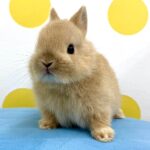 image0 – コピー (13)