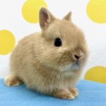 image1 – コピー (12)