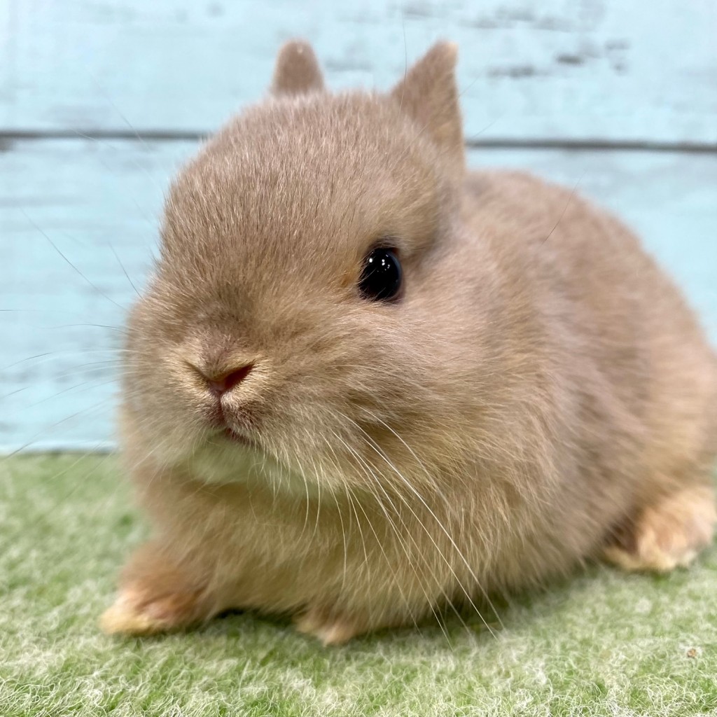 ペットうさぎ 朝霞店 画像３