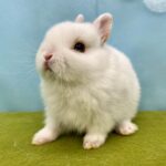 image9 – コピー