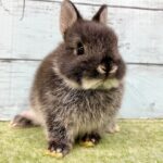 image2 – コピー (13)