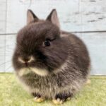 image4 – コピー (10)