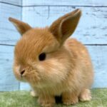 image10 – コピー (2)