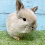 image6 – コピー (6)