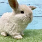 image4 – コピー (11)