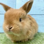 image9 – コピー (2)