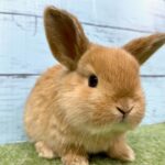 image12 – コピー