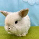 image7 – コピー (6)