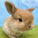 image4 – コピー (12)