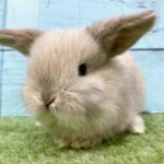 image0 – コピー (15)